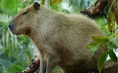 Capybara in tree