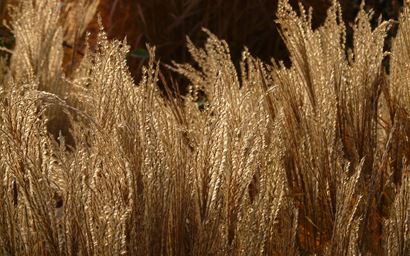 Miscanthus grass flowers