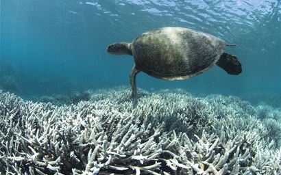 Climate change could cause sudden biodiversity losses worldwide