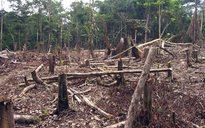 Biodiversity and carbon storage potential of secondary forest fragments