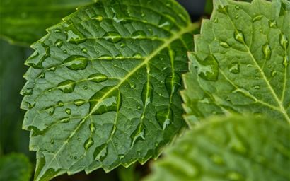 Water droplets on some leaves after a rain shower