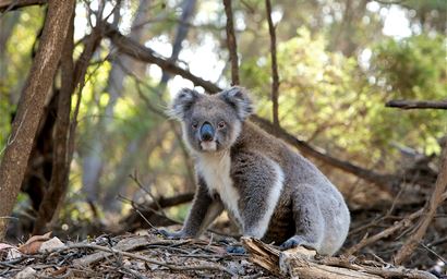 "Koala, Phascolarctos cinereus"