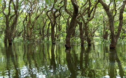 Pollution induces greenhouse gas emission reversal in mangrove forest sediments
