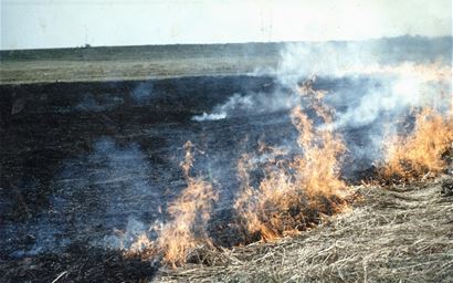 Stubble burning