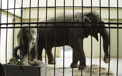 Elephants
