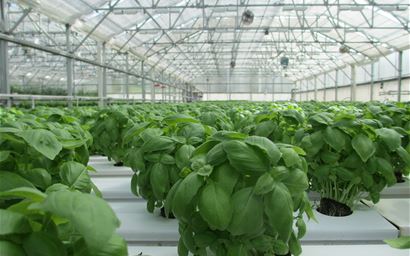 basil plants in a greenhouse