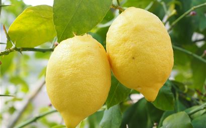 lemons on tree