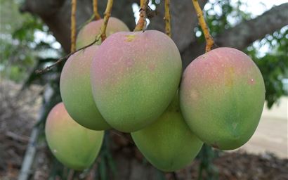 Mango fruits on a tree