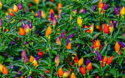 Fruit of capsicum/paprika in field