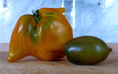 strange misshapen tomato fruit
