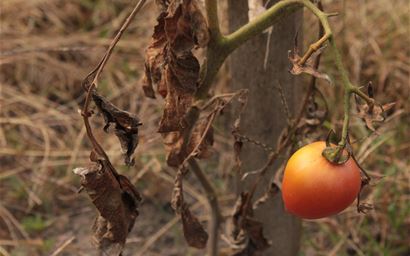 wilted tomato plant