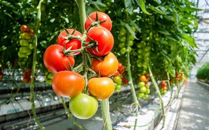tomatoes in hydroponics in a greenhouse