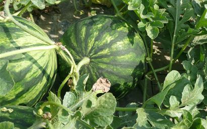watermelon fruit and plant