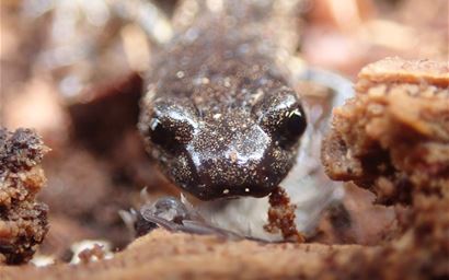 wandering salamander (Aneides vagrans) close up of face