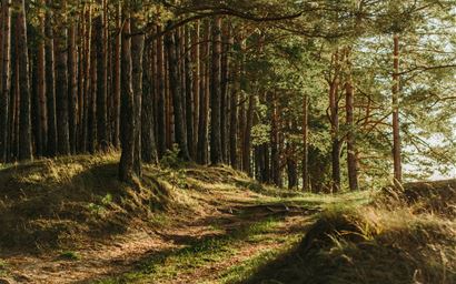 Forest edge and path, dense treeline