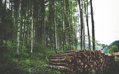 pile of logs in front of forest