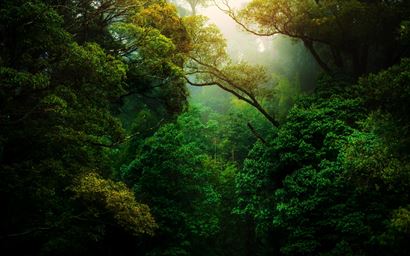 Verdant forest trees, dense vegetation