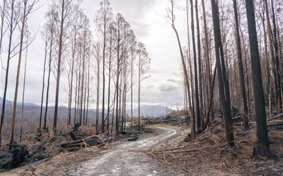 road through heavily damaged/ disturbed forest