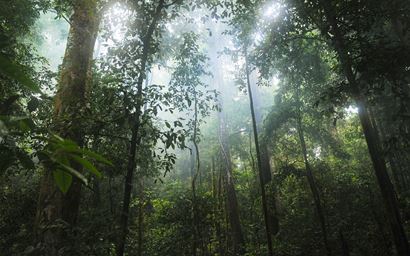 Picture of humid tropical forest with mist in canopy from forest floor