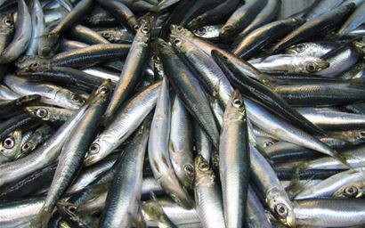 Pile of recently caught Atlantic herring (Clupea Hareungus)
