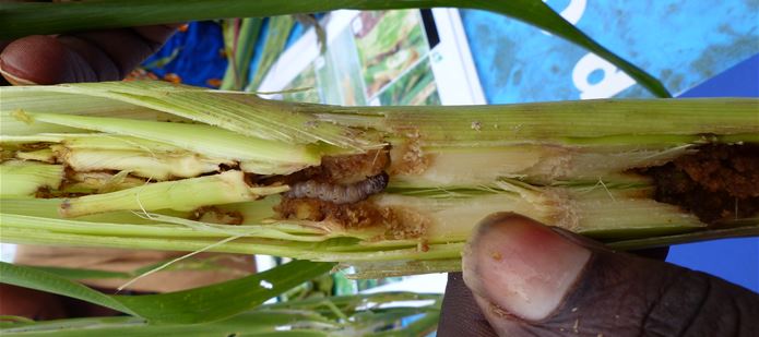 Space-age technology for fight against crop-devastating pest outbreaks