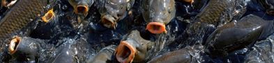 Lots of Carp with mouths open