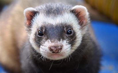 Pet ferret