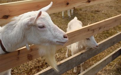 Adult and young goat