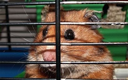 A pet hamster in a cage