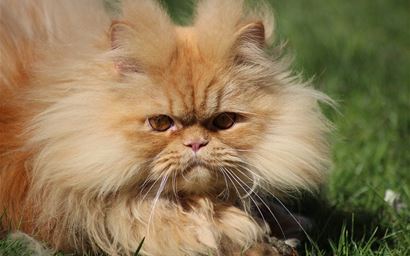 Persian mix cat