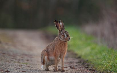 Wild hare