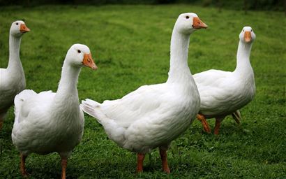 White geese on grass
