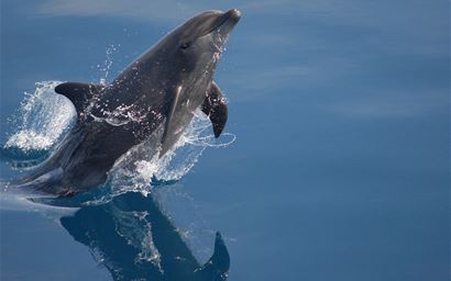 Bottlenose dolphin