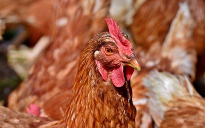 Brown hen with other hens in the background