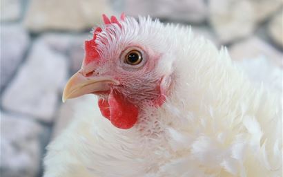 Head of a white broiler chicken against a white background
