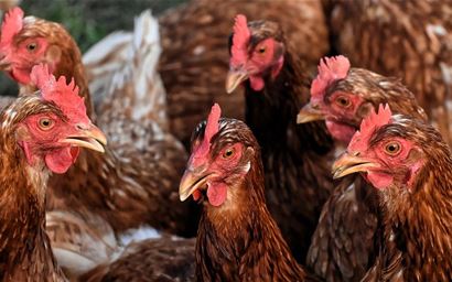 Chickens