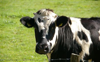 Dairy cow in a field