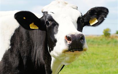 Cow