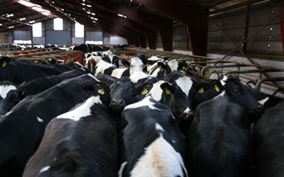 Dairy cows in a barn