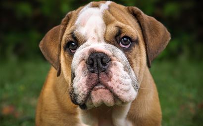 English Bulldog
