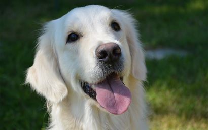 Golden Retriever dog