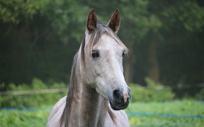 Grey Thoroughbred Arabian horse