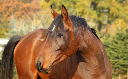 Thoroughbred Arabian stallion