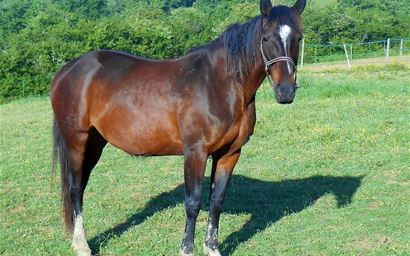Horse - broodmare