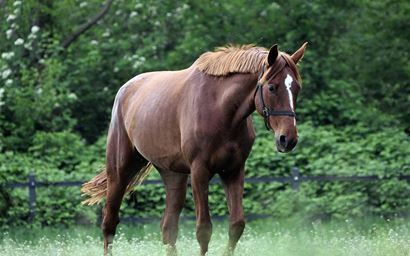 Brown horse on pasture