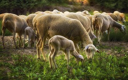 Flock of sheep grazing