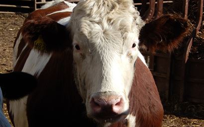 Red Holstein steer