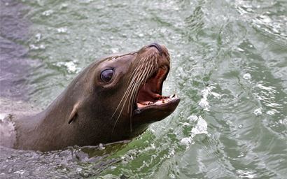 Sealion in the sea