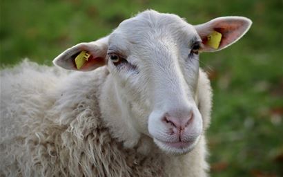 Sheep face