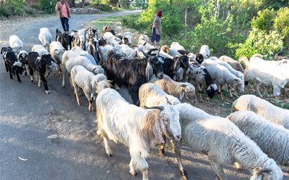 Group of sheep and goats being herded along a road